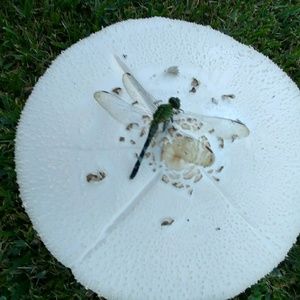 Meet your Posher, Leisa